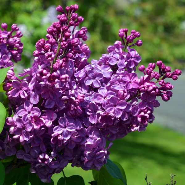 Agincourt Beauty Lilac : 4 Foot