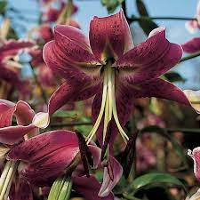 Black Beauty Lily : 1 Gallon