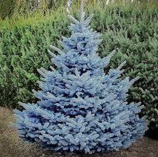 Baby Blue Spruce : 5 Foot