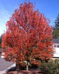 Firefall Maple : 2 Inch