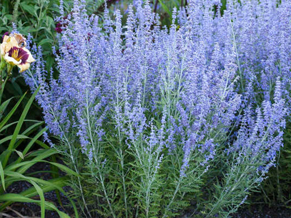 Blue Jean Baby Russian Sage : 1 Gallon