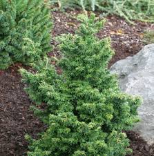 Bergmans Snowflake Hemlock : 5 Foot