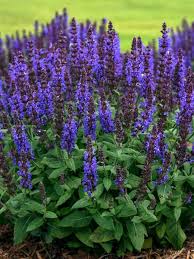 Bumbleblue Sage : 1 Gallon