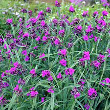 Concord Grape Spiderwort : 1 Gallon