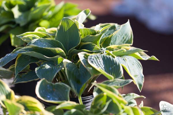 First Frost Hosta : 1 Gallon