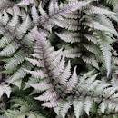 Japanese Painted Fern : 1 Gallon
