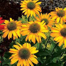 Kismet® Yellow Coneflower : 1 Gallon