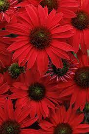 Kismet® Red Coneflower : 1 Gallon