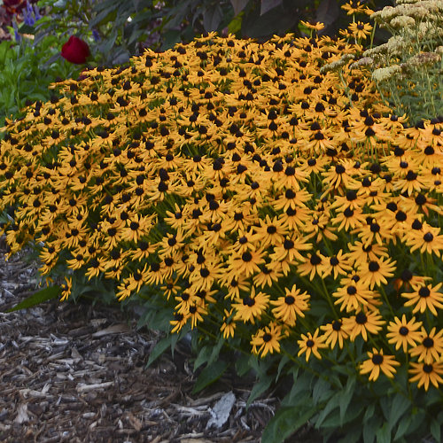 Little Goldstar Black Eyed Susan : 1 Gallon