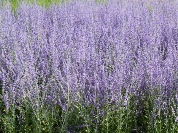 Little Spire Russian Sage : 1 Gallon