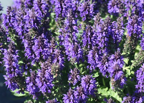 Marcus Salvia : 1 Gallon