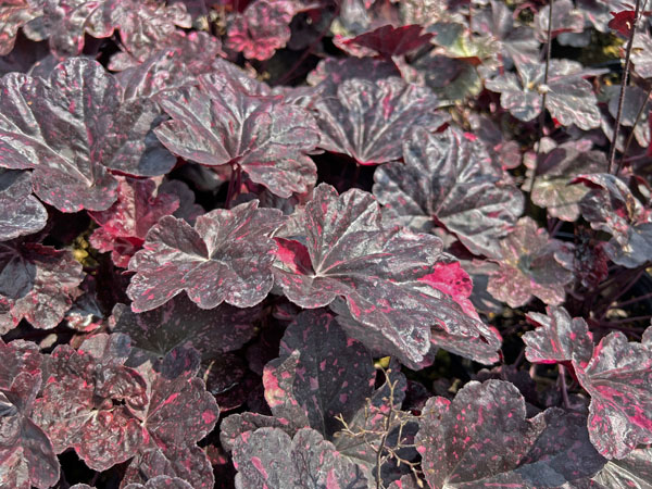 Midnight Rose ® Coral bells : 1 Gallon