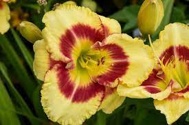 Monterrey Jack Daylily : 1 Gallon