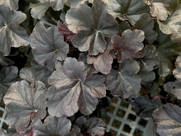Obsidian Coral bells : 1 Gallon
