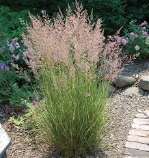 Overdam Reed Grass : 1 Gallon
