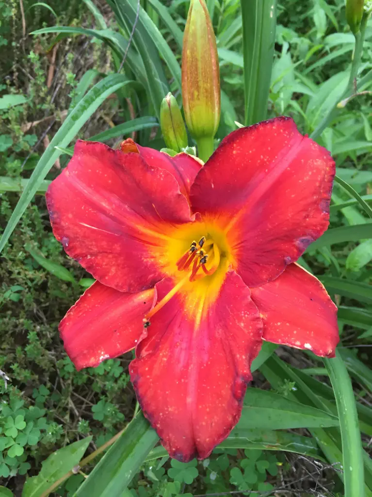 Pardon Me Daylily : 1 Gallon
