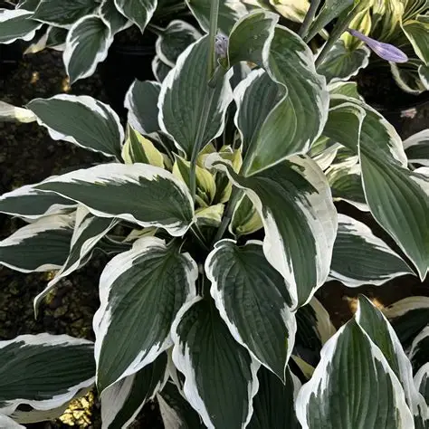 Patriot Hosta : 1 Gallon