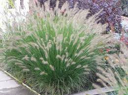 Piglet Grass : 1 Gallon
