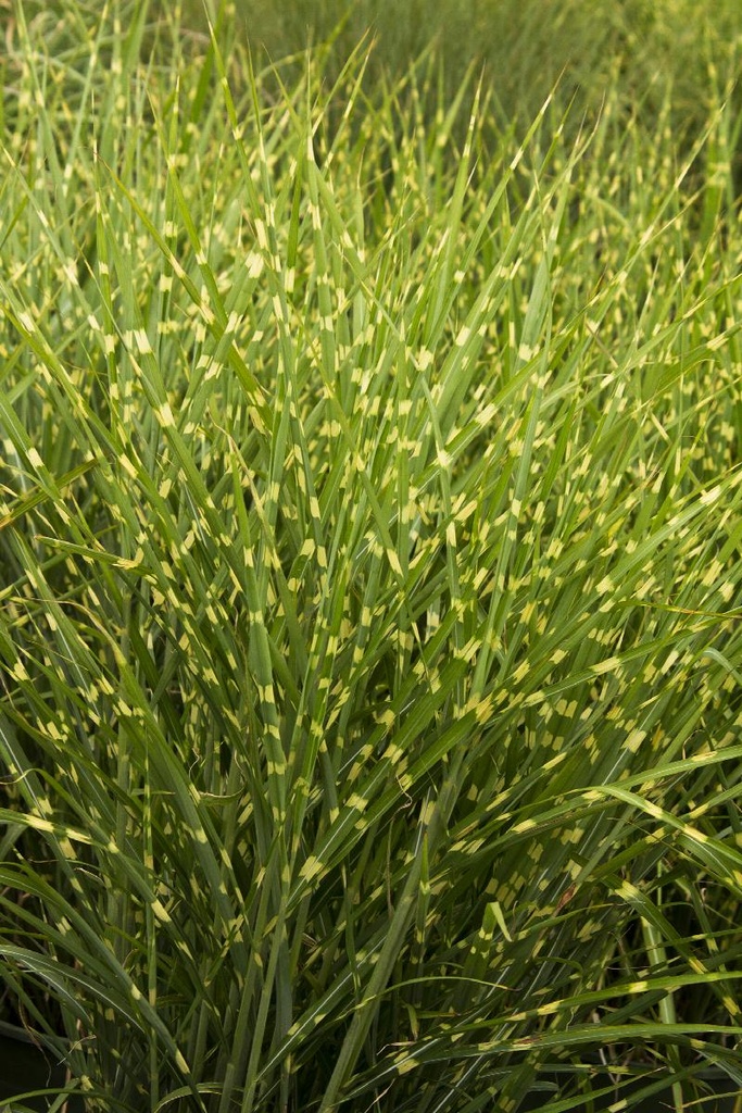 Porcupine Grass : 1 Gallon
