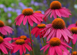 PowWow Wild Berry Coneflower : 1 Gallon