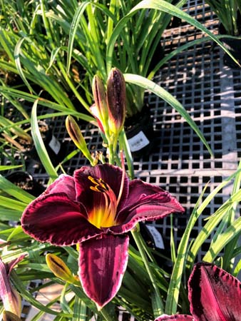 Real Purple Star Daylily : 1 Gallon
