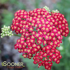 Red Velvet Yarrow : 1 Gallon