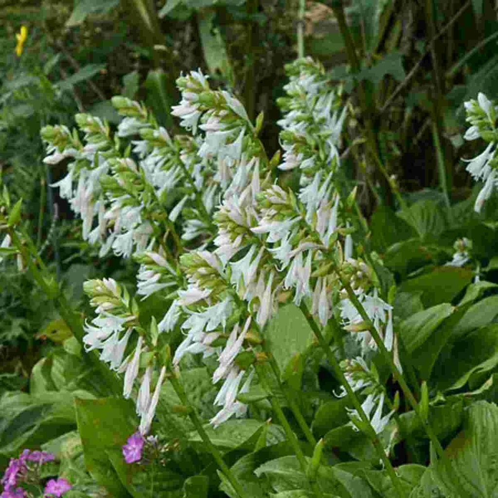 Royal Standard Hosta : 1 Gallon