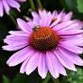 Ruby Star Coneflower : 1 Gallon