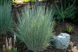 Standing Ovation Grass : 1 Gallon