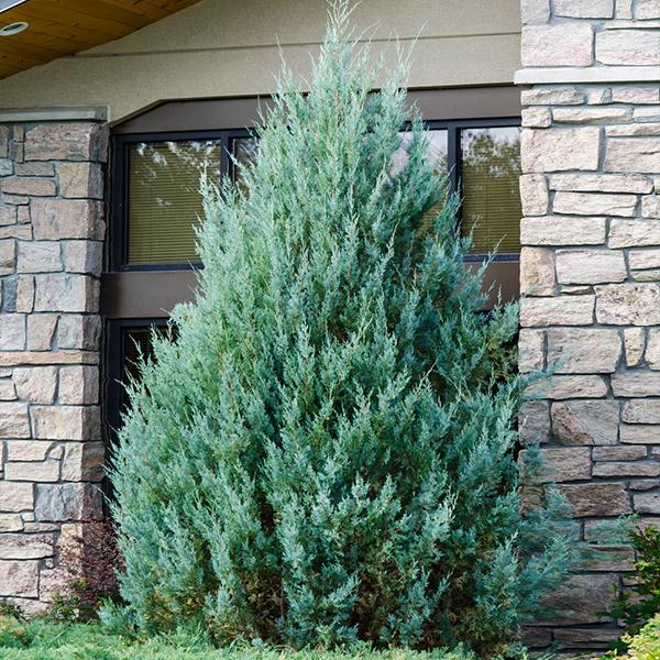Wichita Blue Juniper : 6 Foot