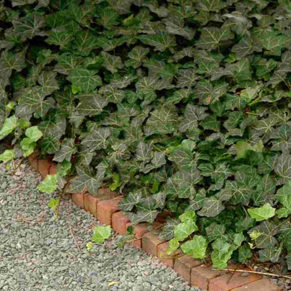 Thorndale English Ivy : 1 Gallon