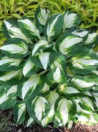 Vulcan Hosta : 1 Gallon