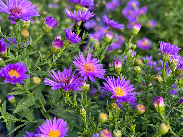 Wood's Purple Aster : 1 Gallon