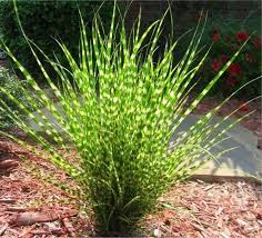 Zebra Grass : 1 Gallon