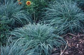 Blue Zinger Sedge Grass : 1 Gallon