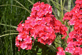 Flame Coral Phlox : 1 Gallon