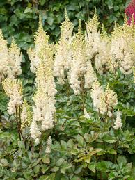 Mojito Astilbe : 1 Gallon