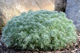Silver Mound Wormwood : 1 Gallon
