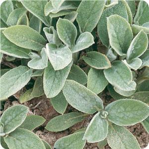 Helen Von Stein Big Lamb's Ear : 1 Gallon