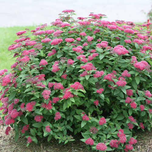 Double Play Red Spirea ® PW : 3 Gallon