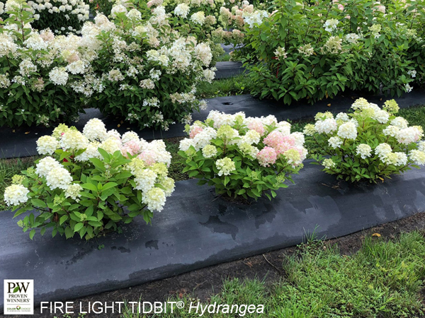 Fire Light Tidbit Hydrangea : 3 Gallon