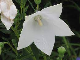 Astra White Balloon Flower : 1 Gallon