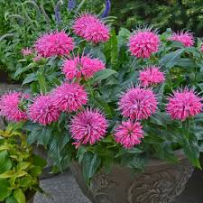 Balmy Pink Bee Balm : 1 Gallon