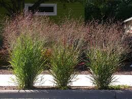 Panicum Native Switch Grass : 1 Gallon