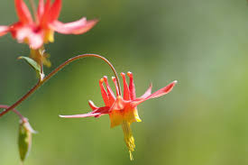 Aquilegia Canadian/Wide Columbine : 1 Gallon