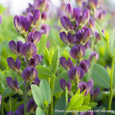 Twilite Prairieblues False Indigo : 1 Gallon