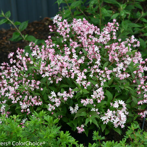 Yuki Cherry Blossom Deutzia ® : 3 Gallon