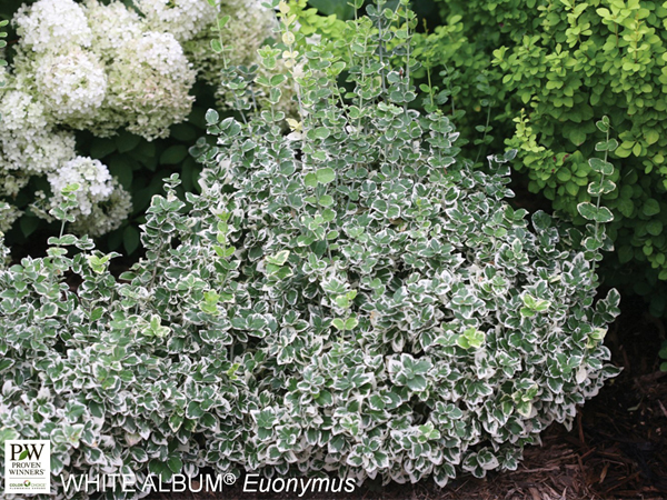 Euonymus White Album : 3 Gallon