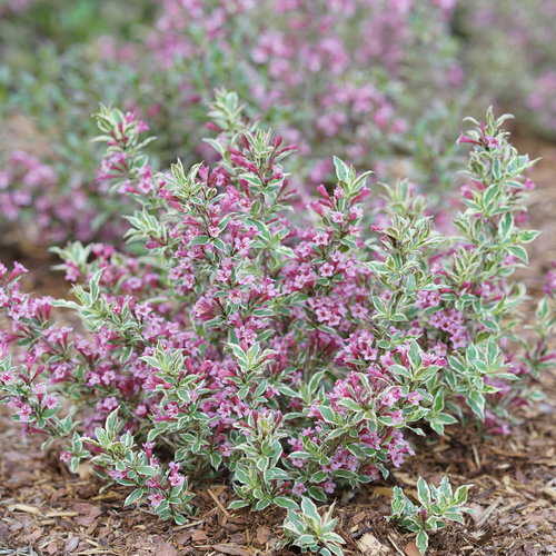 My Monet Purple Effect® Weigela : 3 Gallon