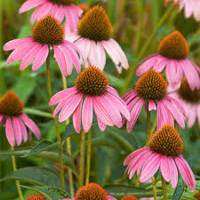 Native Purple Coneflower : 1 Gallon